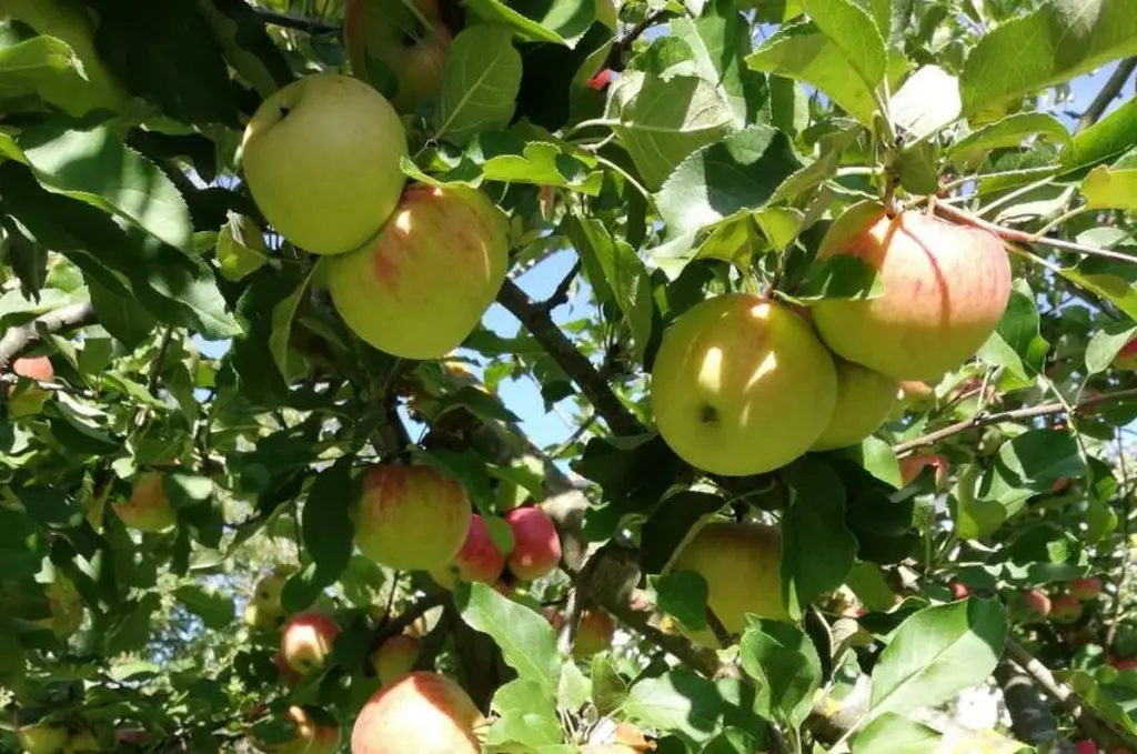 Plaga de Carpocapsa (Cydia pomonella): el aviso del Ministerio de Agricultura y Alimentación (MZH) para salvar tu cosecha