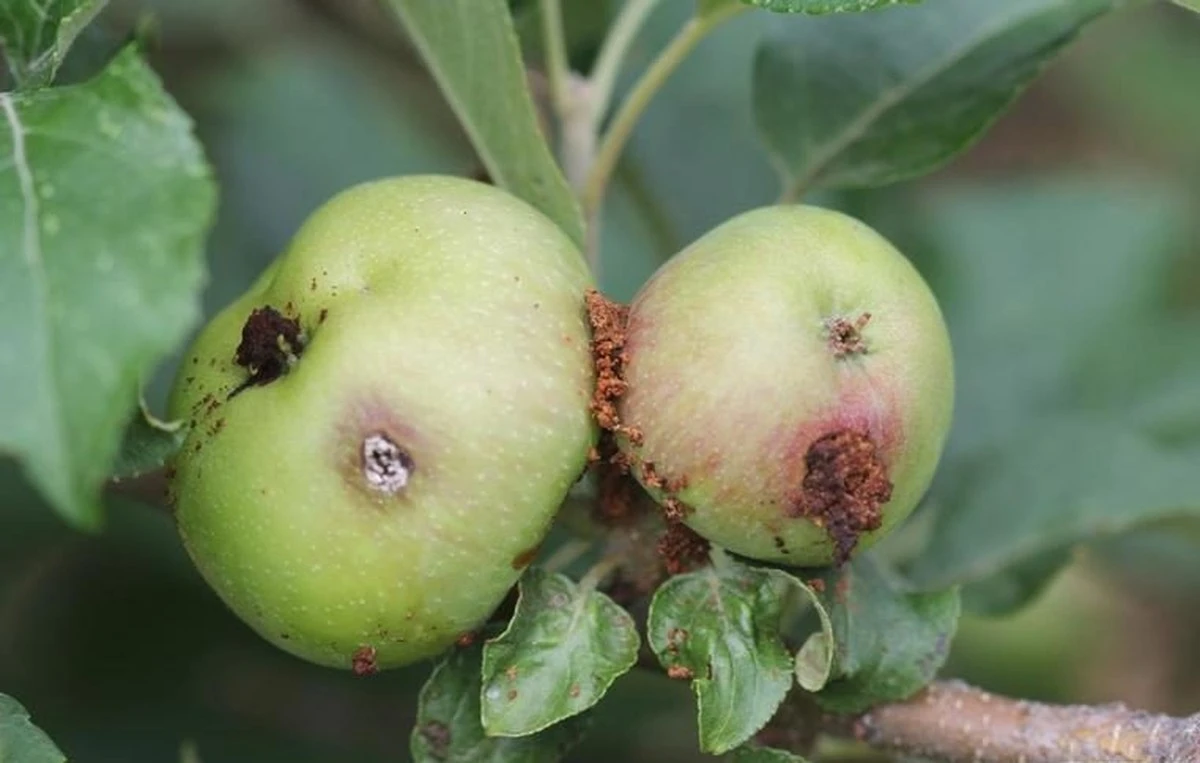 Plaga de Carpocapsa (Cydia pomonella): el aviso del Ministerio de Agricultura y Alimentación (MZH) para salvar tu cosecha - image 1