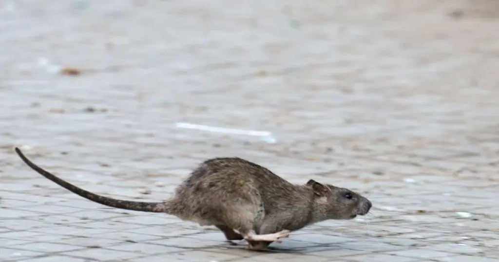 Plaga de Ratas: el aviso de Schwalmtal para evitar multas en España