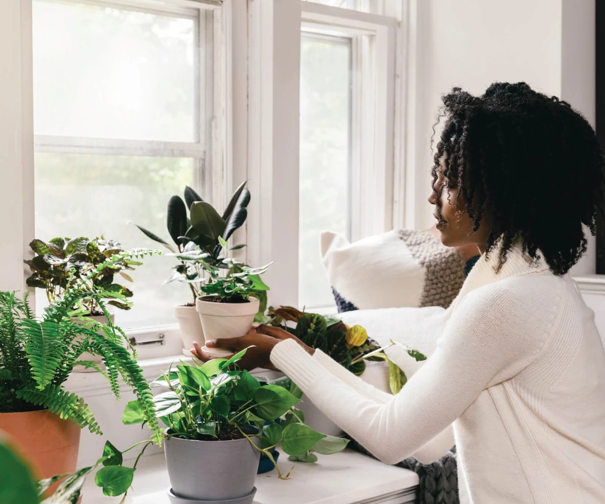 Plantas de interior en invierno: el error del riego que pudre sus raíces - image 1
