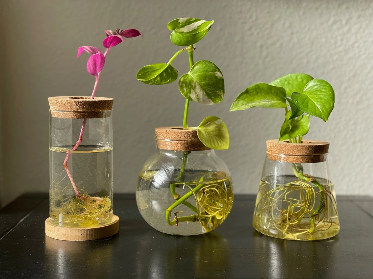 Plantas de interior sin tierra: el Cultivo hidropónico para un oasis en casa - image 1