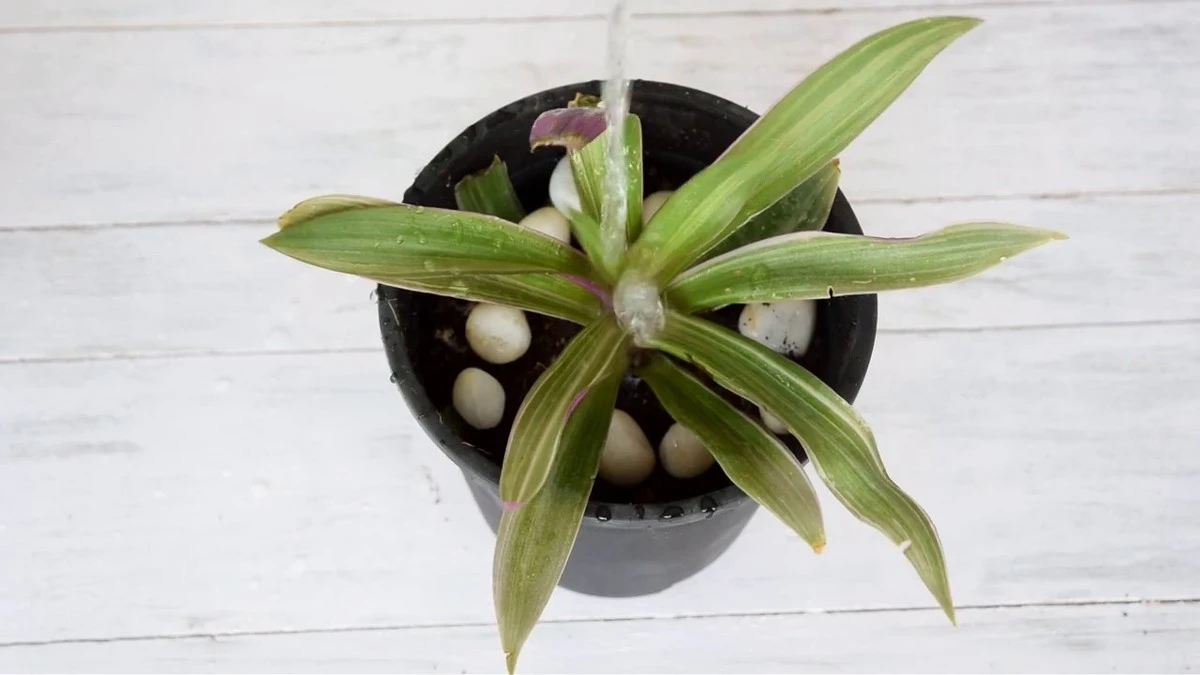 Plantas en macetas siempre hidratadas: el truco del hidrogel para no regar a diario - image 1