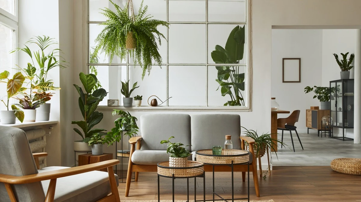 Plantas que no mueren: el truco para cuidar Sansevieria y Zamioculcas - image 1