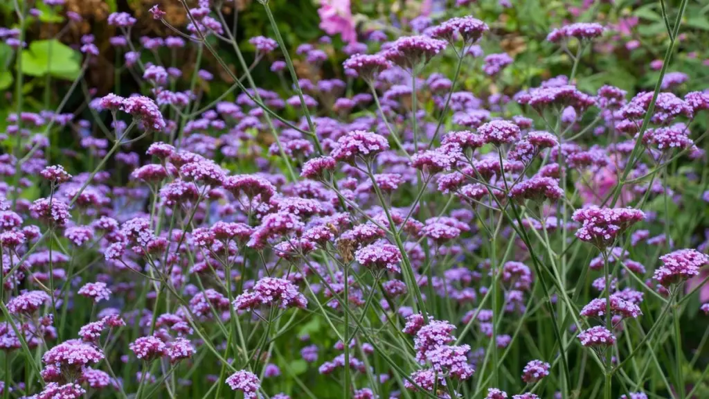 Plantas tolerantes a la sequía: el truco de Sarah Raven para 5 especies