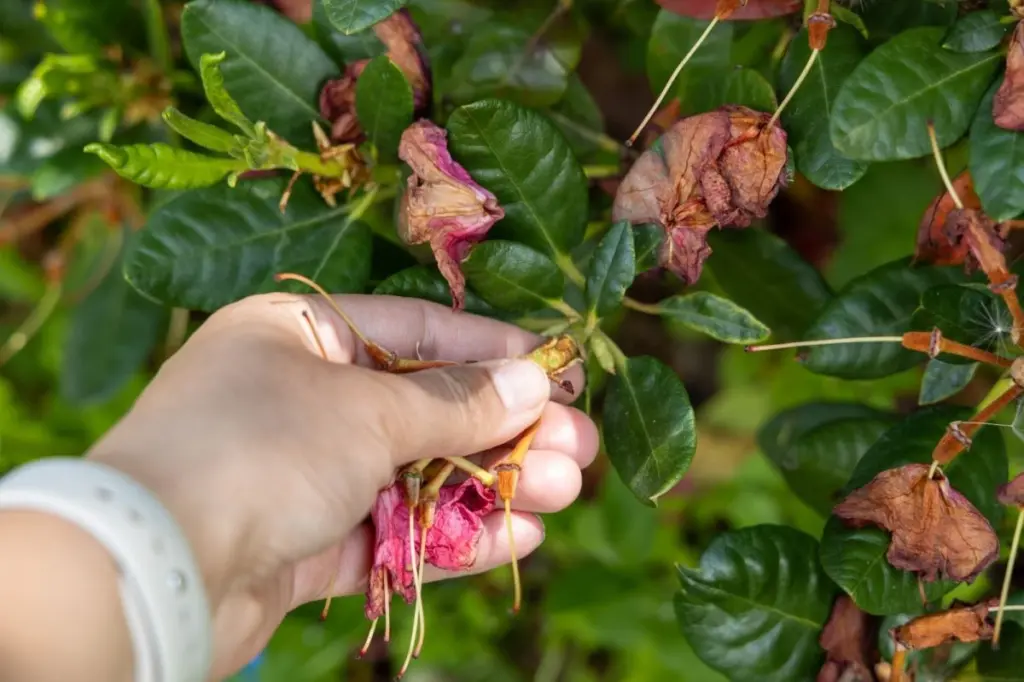 Poda de las rosas: el truco de las 5 hojas para una Rosa (planta) infinita