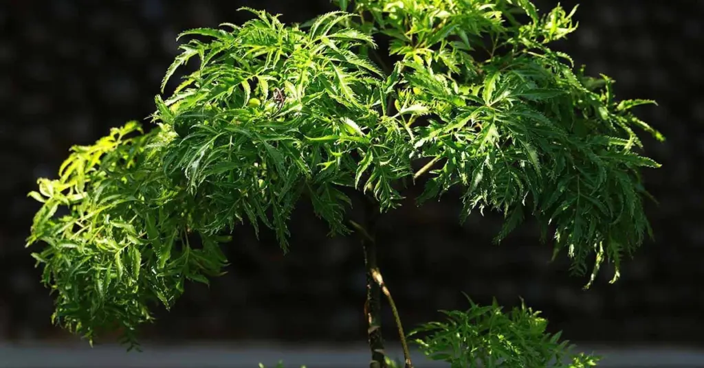 Polyscias fruticosa: el escudo de las Araliaceae para tu entrada este 2026
