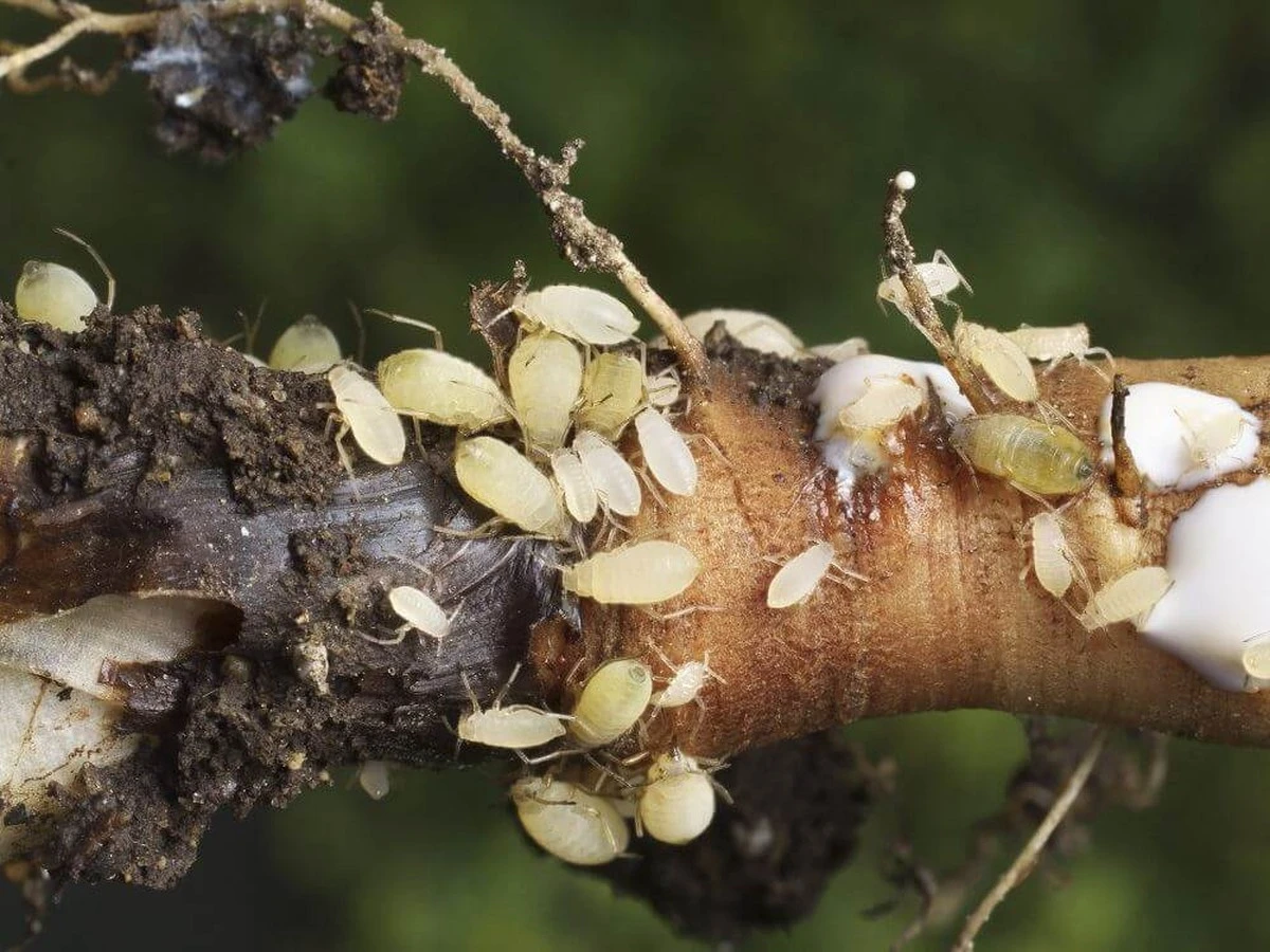 Pulgones de la raíz tras el Monzón: el truco para salvar tus plantas - image 1