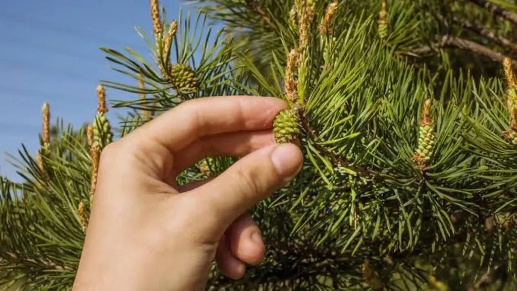Pulgones en tus plantas: el secreto del Pino para eliminarlos sin químicos