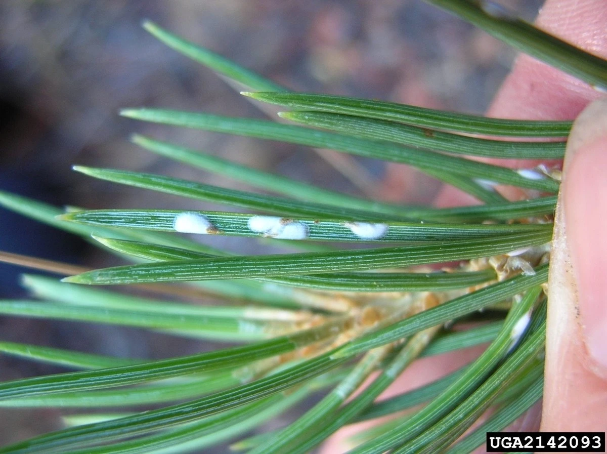 Pulgones en tus plantas: el secreto del Pino para eliminarlos sin químicos - image 1