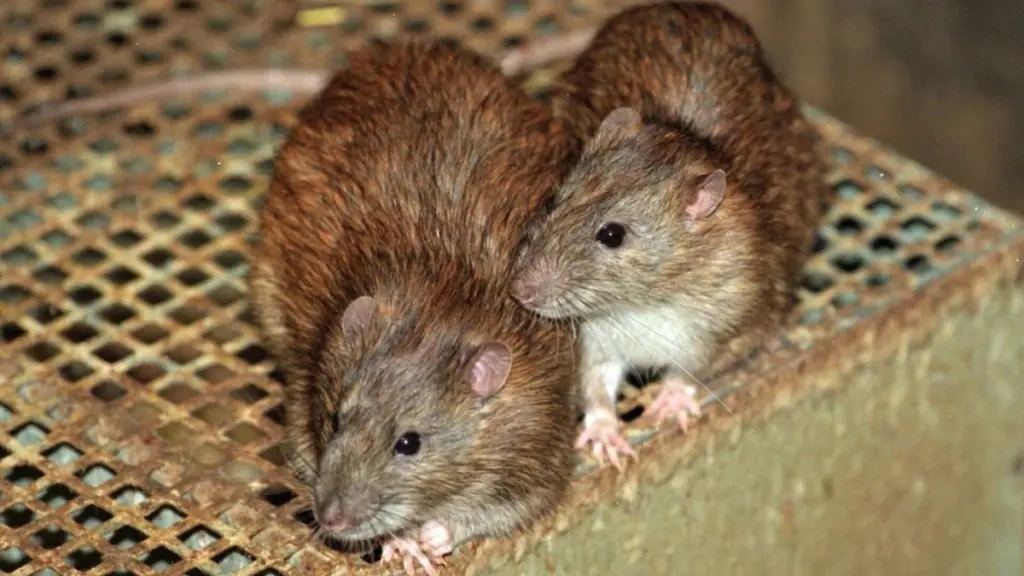 Ratas en casa: la alerta de Dinamarca que obliga a cambiar este hábito en 2026