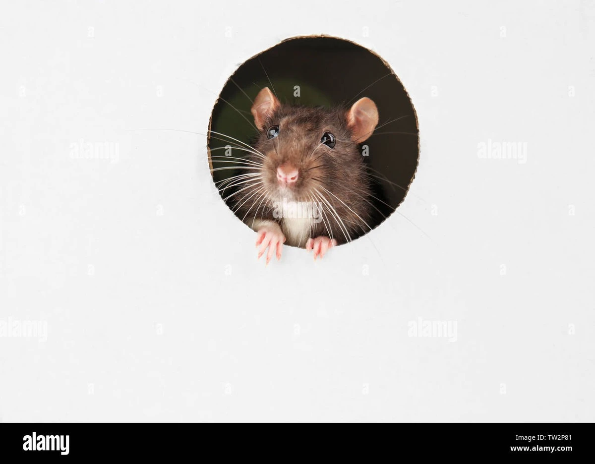 Ratón o Rata en casa: el truco del acero para frenarlos este 2026 - image 1