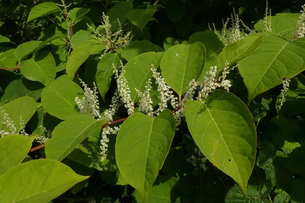 Reynoutria japonica: la planta de Japón que devora casas en España