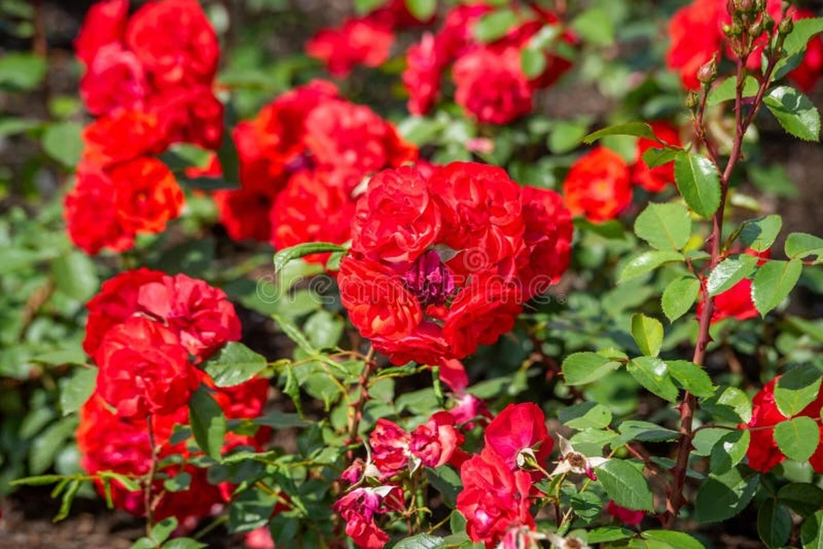 Rosal lleno de flores en julio: el truco del Compost y las cenizas - image 1