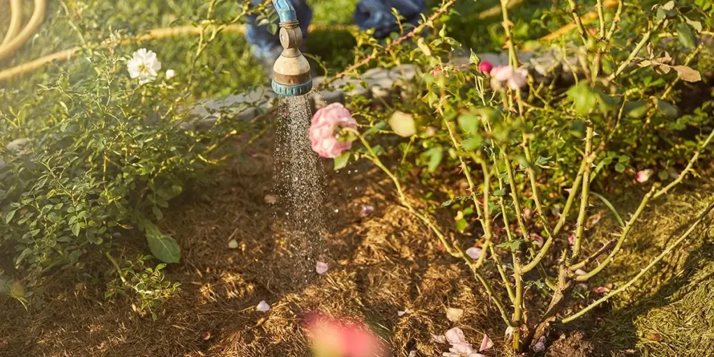 Rosas marchitas por el calor: el truco de Riego para salvarlas en 1 minuto