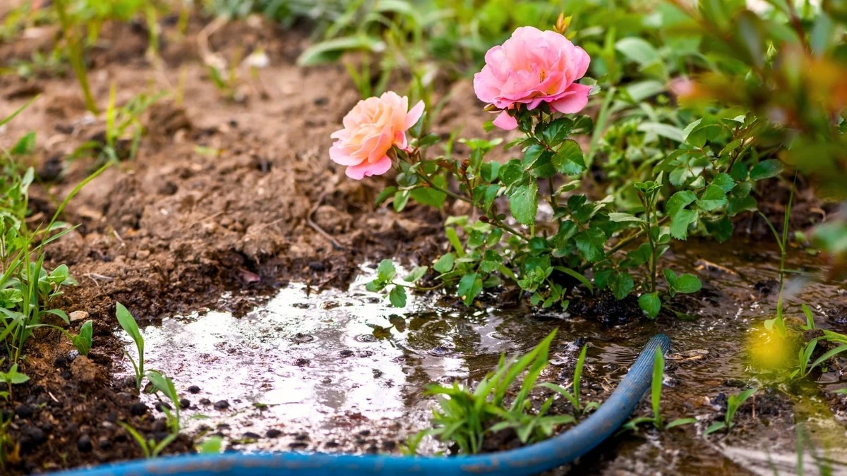 Rosas marchitas por el calor: el truco de Riego para salvarlas en 1 minuto - image 1