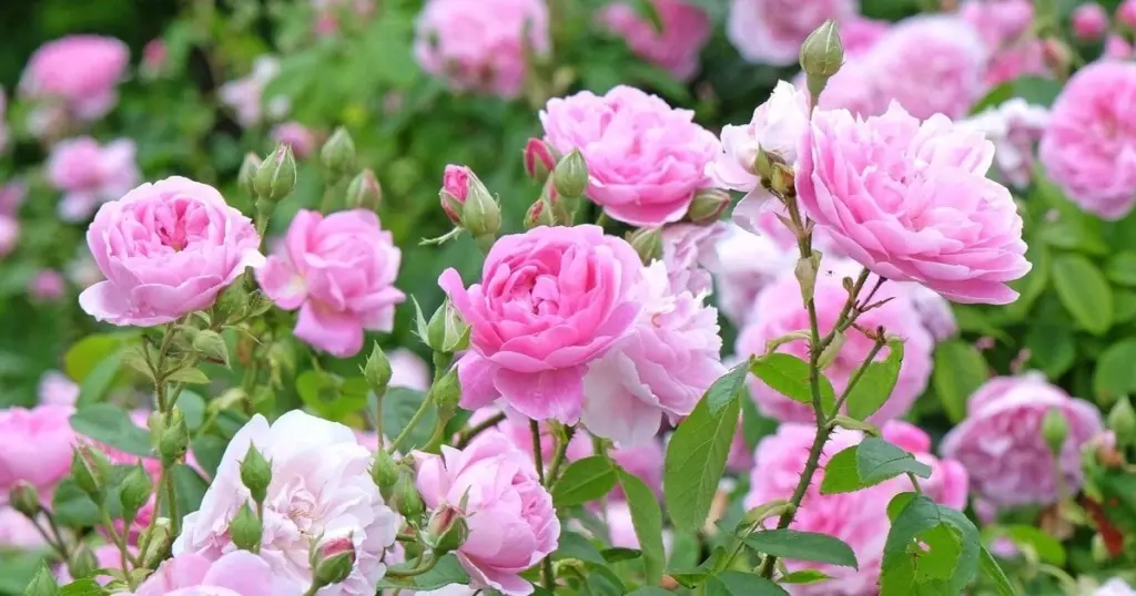 Rosas más brillantes: el truco de la Leche de vaca para un jardín de revista