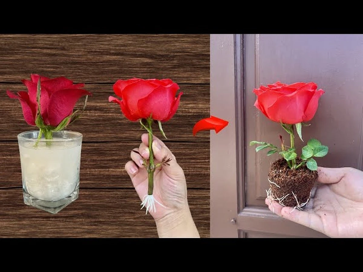 Rosas más brillantes: el truco de la Leche de vaca para un jardín de revista - image 1