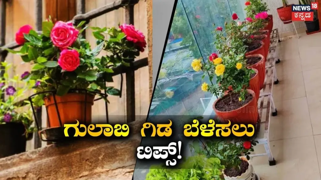 Rosas perfectas con 40°C: el método de jardinería para que no se marchiten