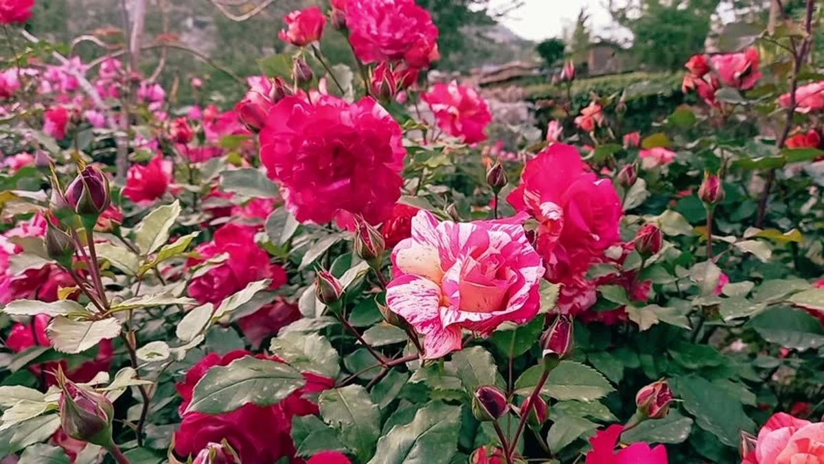 Rosas perfectas con 40°C: el método de jardinería para que no se marchiten - image 1