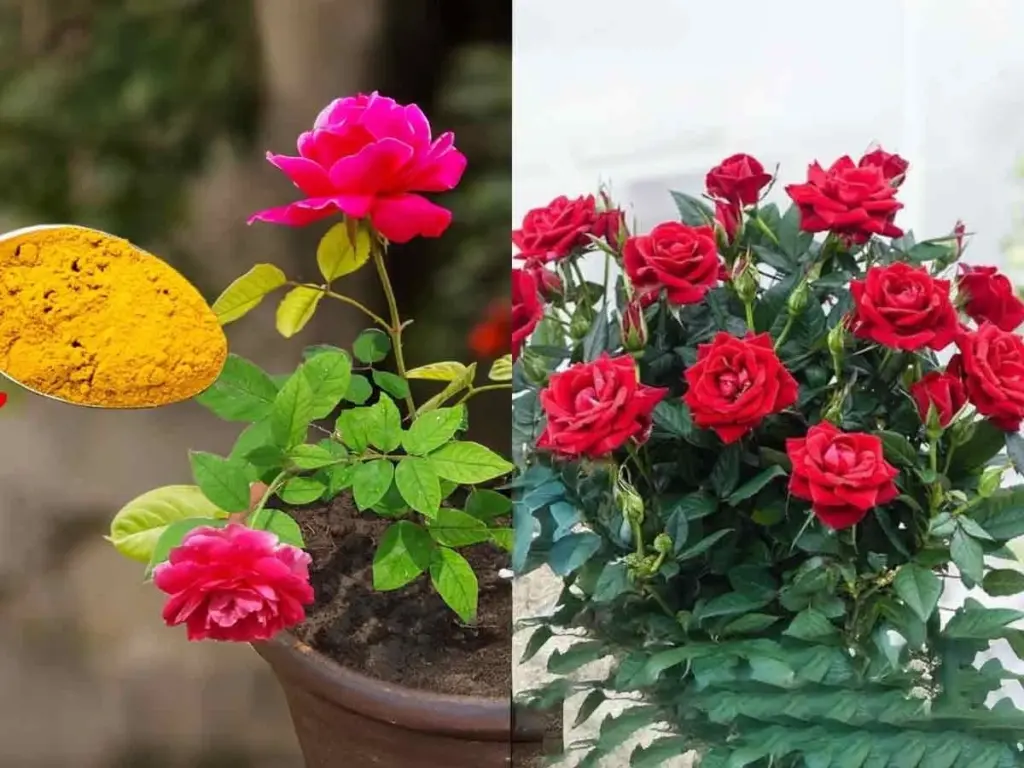 Rosas sin flores: el truco del Potasio para que tu Rosa explote en capullos