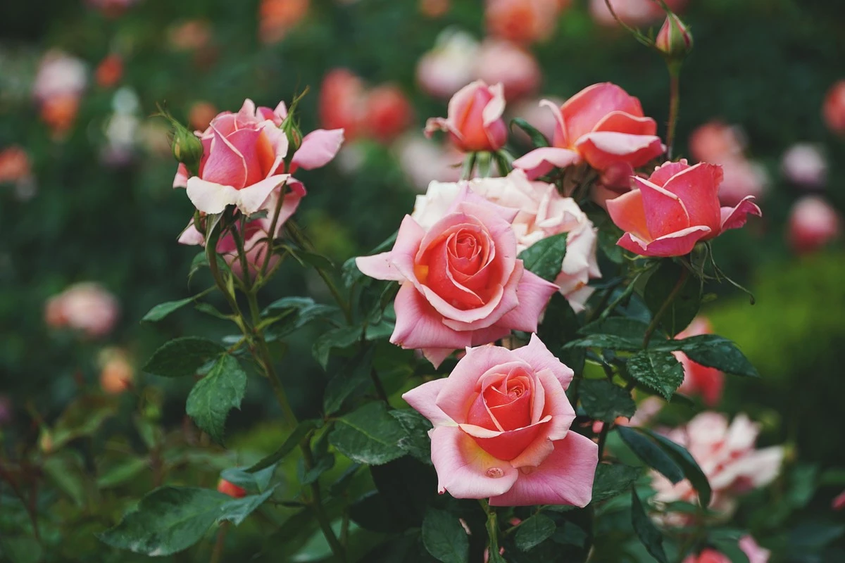 Rosas sin flores: el truco del Potasio para que tu Rosa explote en capullos - image 1