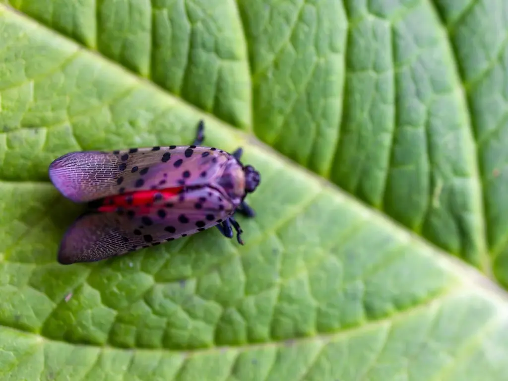 Sálvame de la mosca linterna manchada: quita el árbol del cielo de tu jardín