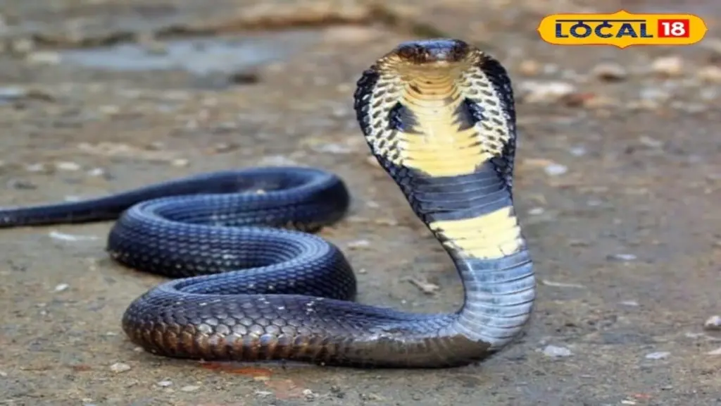 Serpiente en el jardín: el truco de Uttarakhand para alejarlas sin químicos
