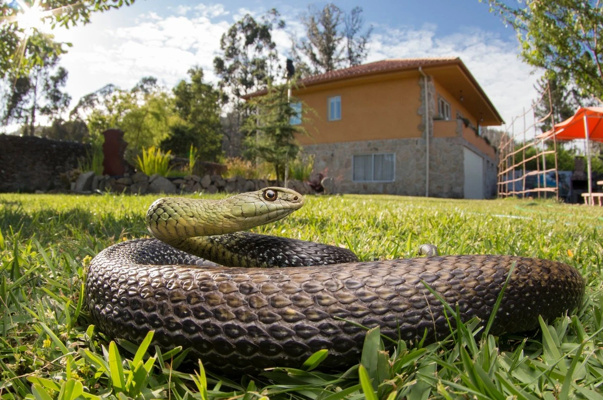 Serpiente en el jardín: el truco de Uttarakhand para alejarlas sin químicos - image 1