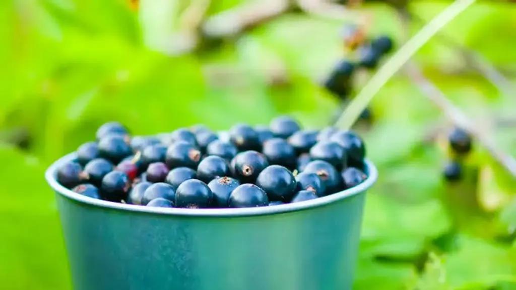 Solo 7 gramos para tu Ribes nigrum: el secreto de Lituania para arbustos infinitos