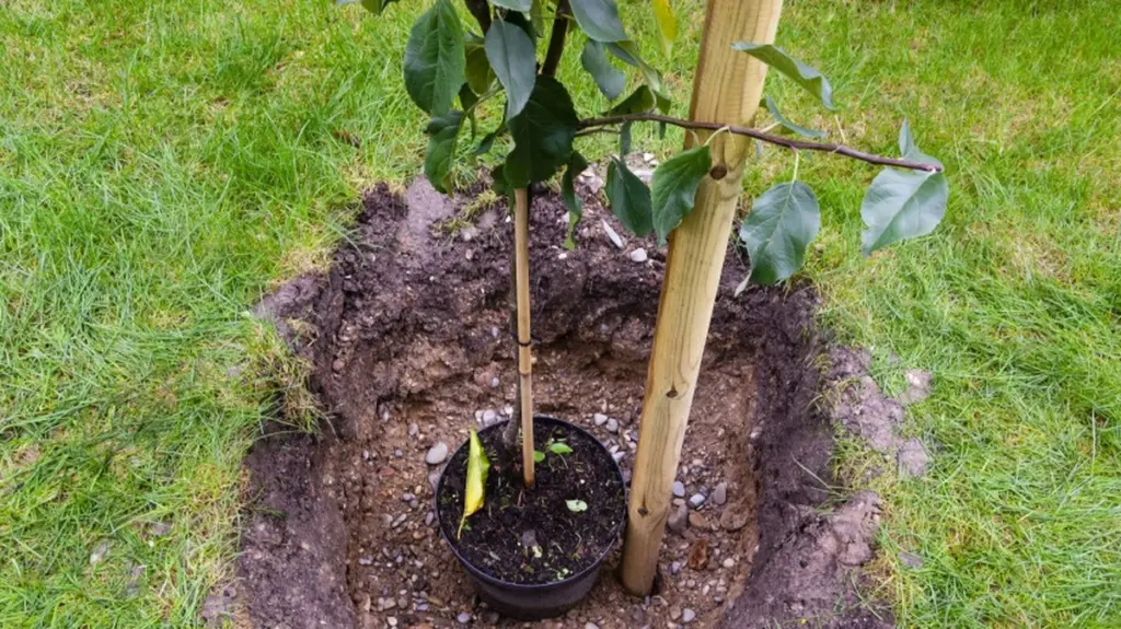 Suelo desnudo: el error que mata tu árbol y cómo salvarlo este 2026