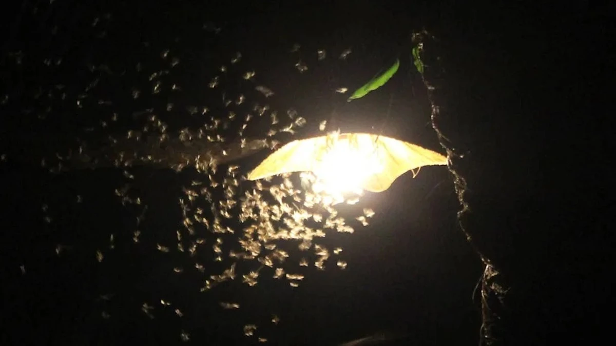 Temporada de monzones: el truco de 1 minuto para alejar insectos de tu casa - image 1