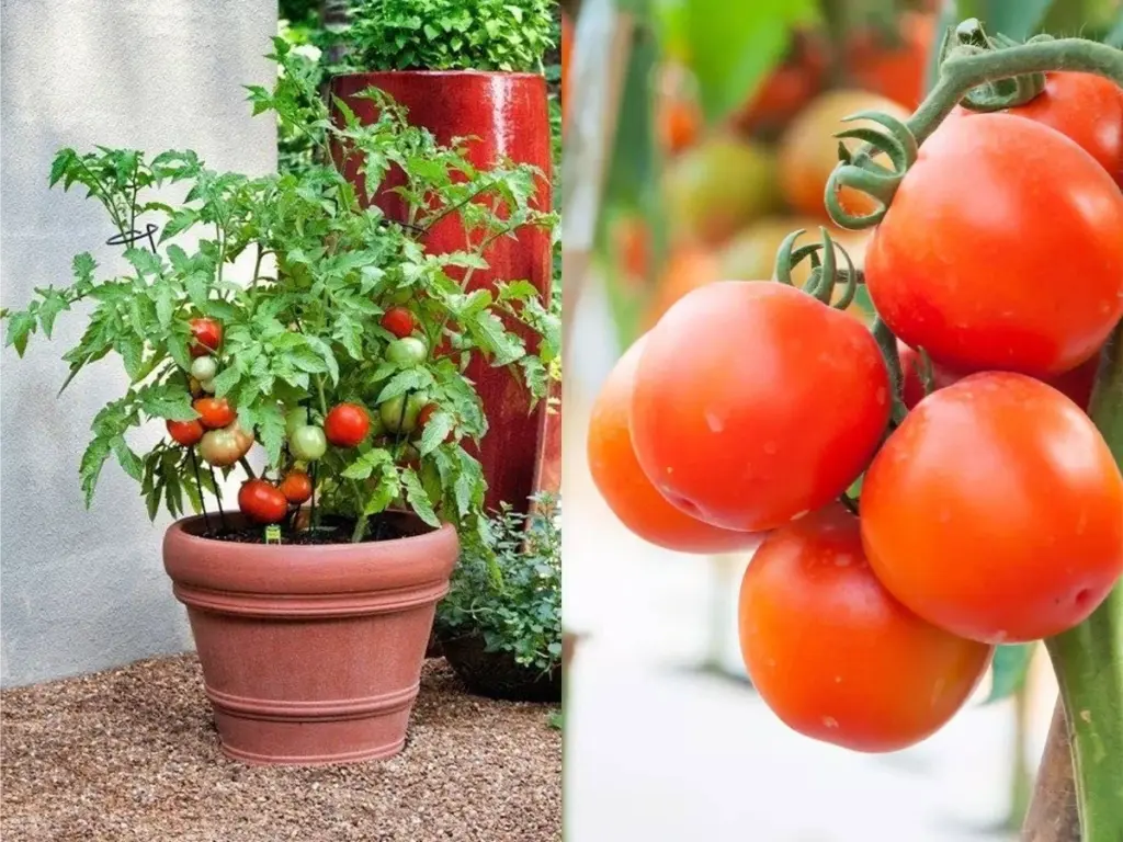 Tomate abundante en jardinería doméstica: el secreto para no perder flores