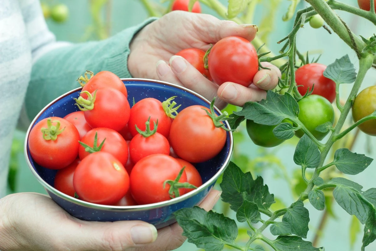 Tomate abundante en jardinería doméstica: el secreto para no perder flores - image 1