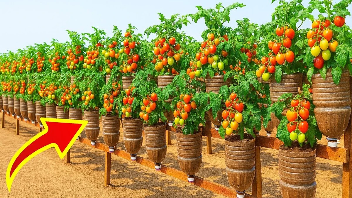 Tomate en el balcón: el secreto de TEO Garden para cosechar kilos sin gastar - image 1