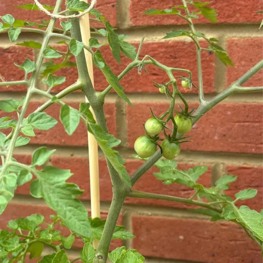 Tomate en Julio: el truco de expertos para una cosecha explosiva