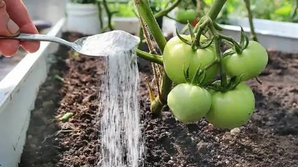 Tomates más dulces en julio: el truco de la Ceniza de madera para una cosecha explosiva