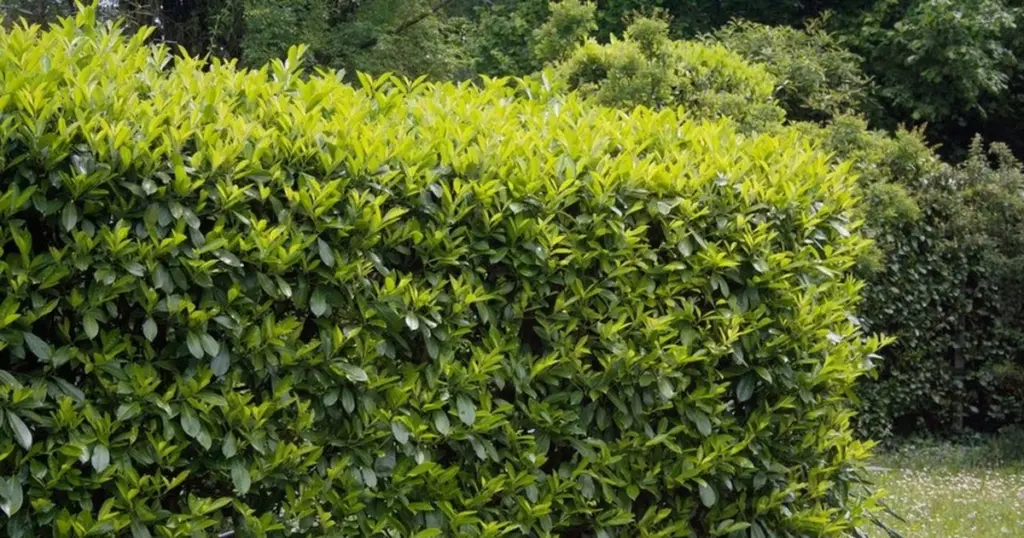 Tuya marrón por el calor: el Laurel cerezo que resiste la sequía en 2026