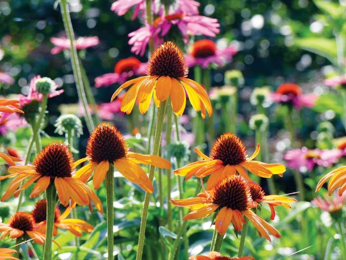 Vence al calor extremo: el secreto de Ozaki Flower Park con Echinacea - image 1