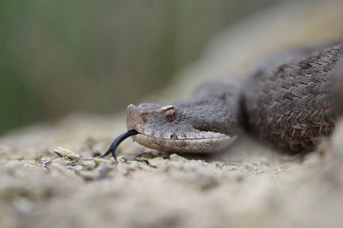 Víboras en el jardín entre España y Francia: 3 señales para identificarlas - image 1