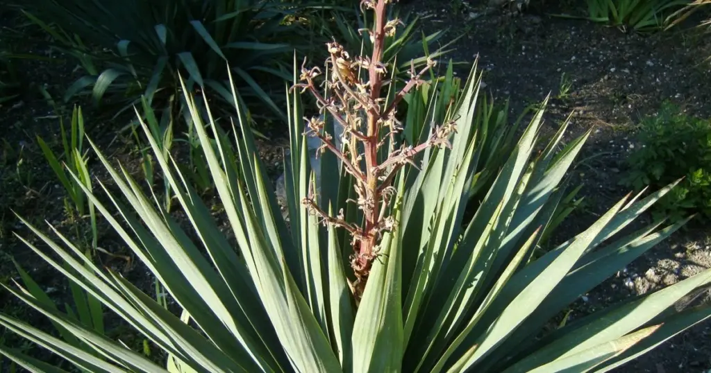 Yucca filamentosa tras la floración: el truco experto para salvar tu Yucca
