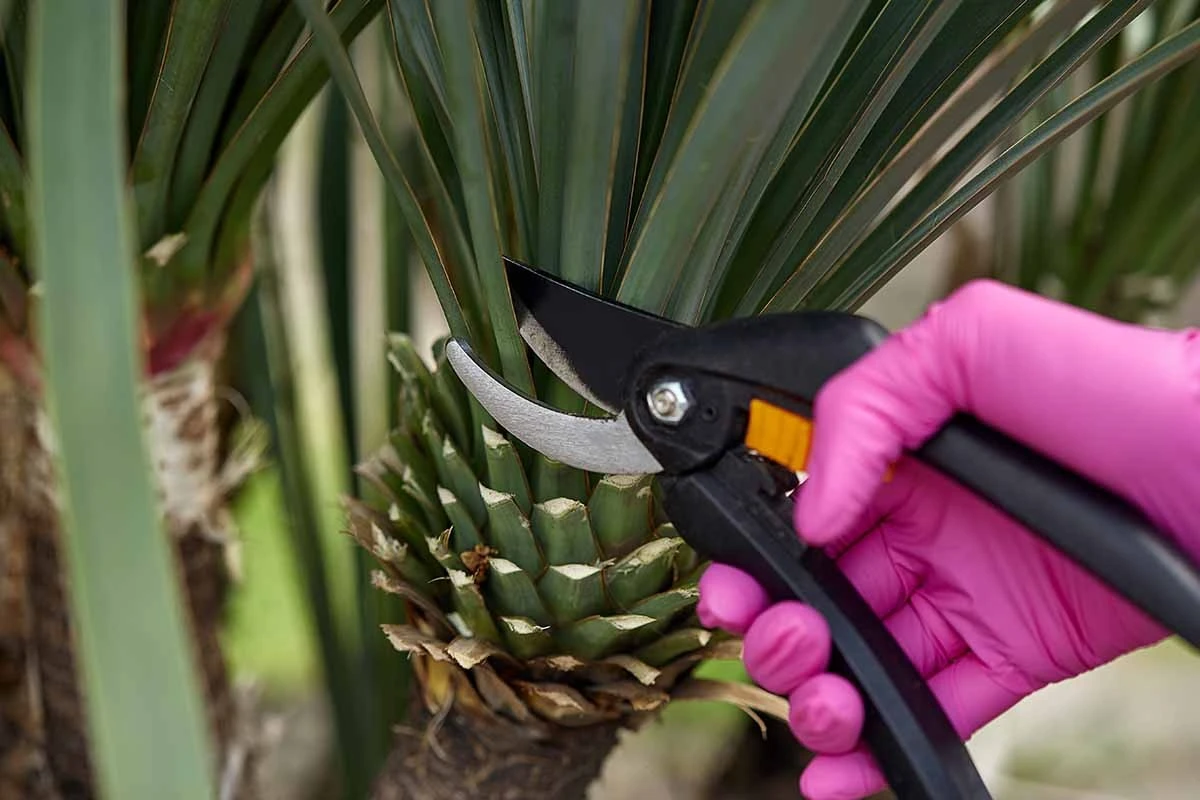 Yucca filamentosa tras la floración: el truco experto para salvar tu Yucca - image 1